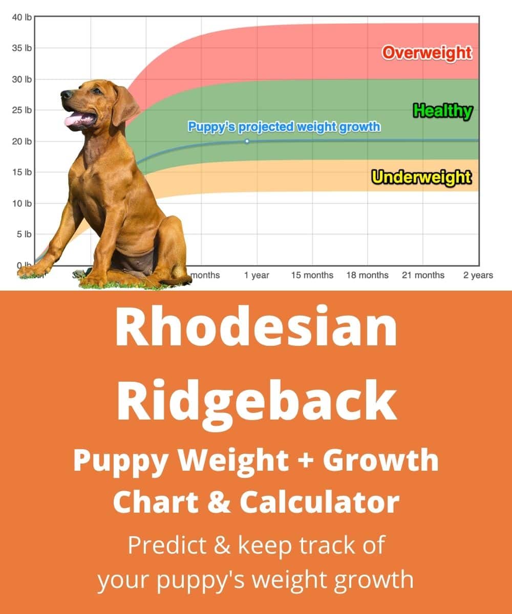 rhodesian-ridgeback Puppy Weight Growth Chart